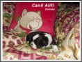 /album/galeria-de-fotos/lhasa5-jpg/